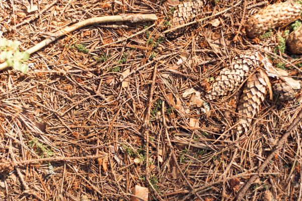 Cost of Pine Needles Removal in Lakeland
