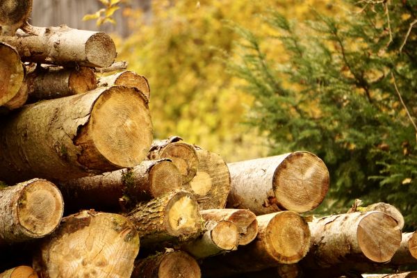 Wood Pile Removal in Lakeland