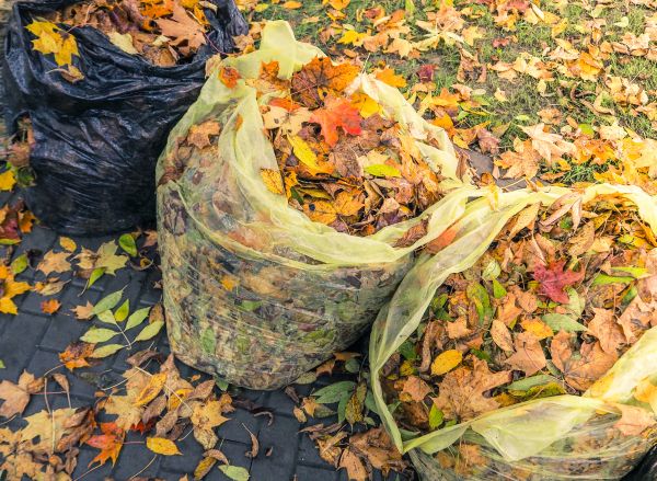 Yard Cleanup Service in Lakeland