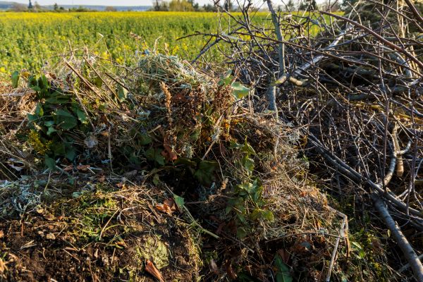 Brush Disposal in Lakeland