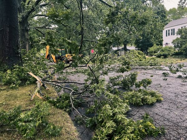 Tree Branch Disposal in Lakeland