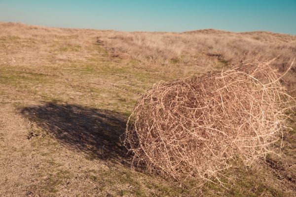 Tumbleweed Removal in Lakeland