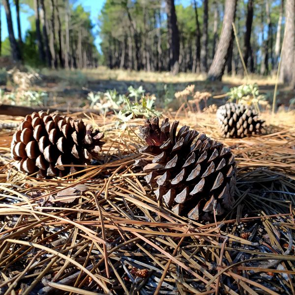 Cost of Pine Cone Removal in Lakeland