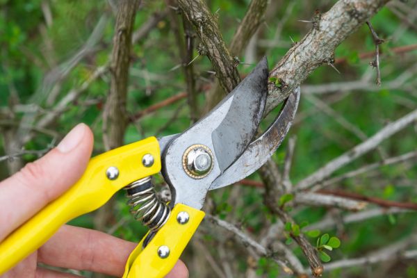 Limbs Removal in Lakeland
