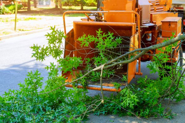Tree Branches Removal in Lakeland