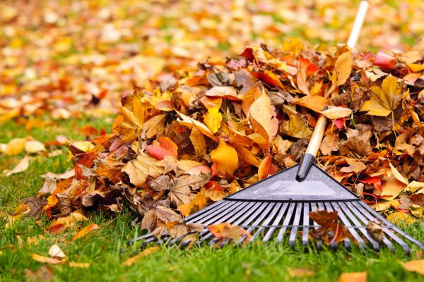 Yard Leaf Removal in Lakeland