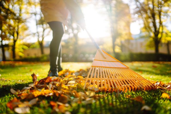 Leaves Raking in Lakeland