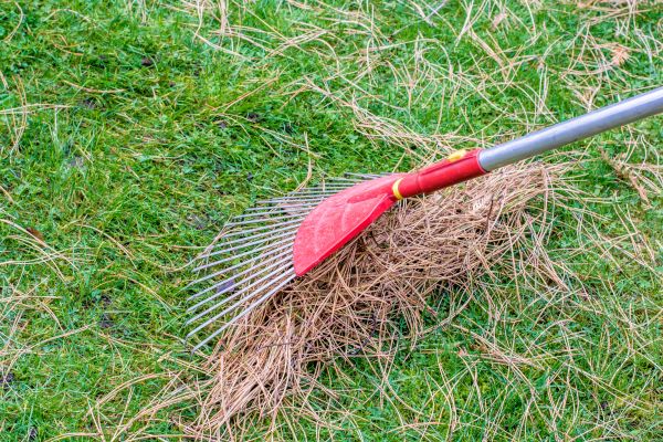 Yard Raking in Lakeland