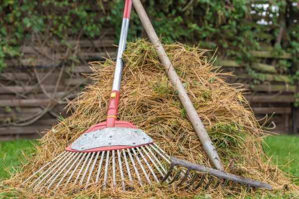 Cost of Pine Straw Clearing in Lakeland