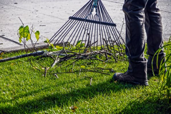 Yard Debris Cleanup in Lakeland