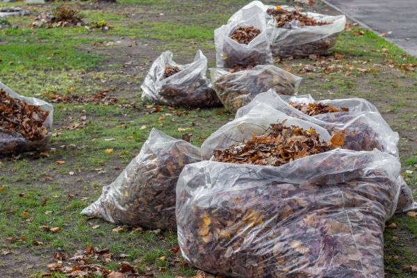Leaf Pile Disposal in Lakeland