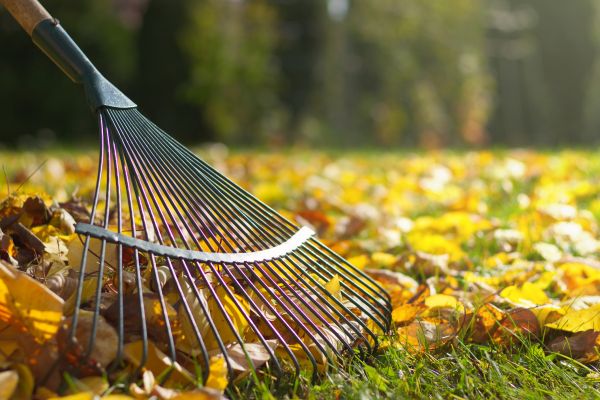 Leaf Removal in Lakeland