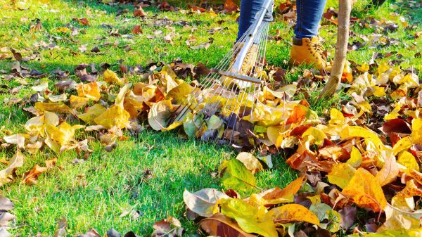Lawn Cleanup Service in Lakeland