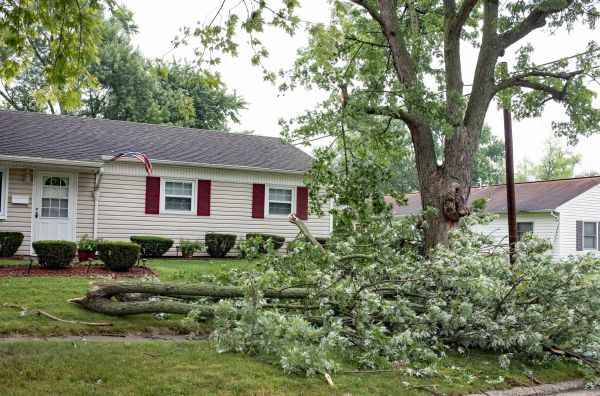 Fallen Branch Removal in Lakeland