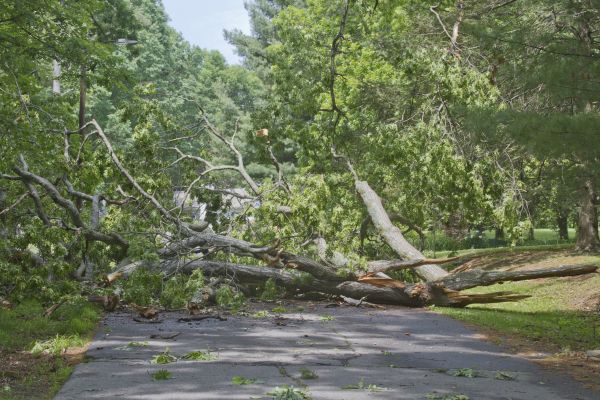 Tree Debris Removal in Lakeland