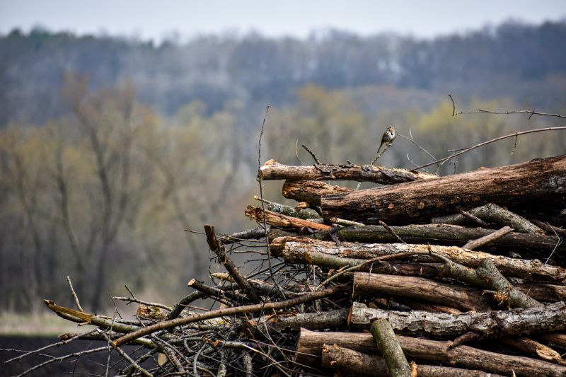 Wood Pile Removal detail